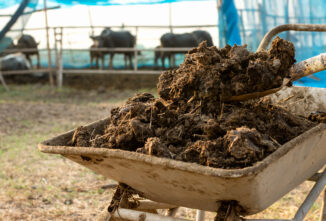 What is the Best Manure for Gardens?